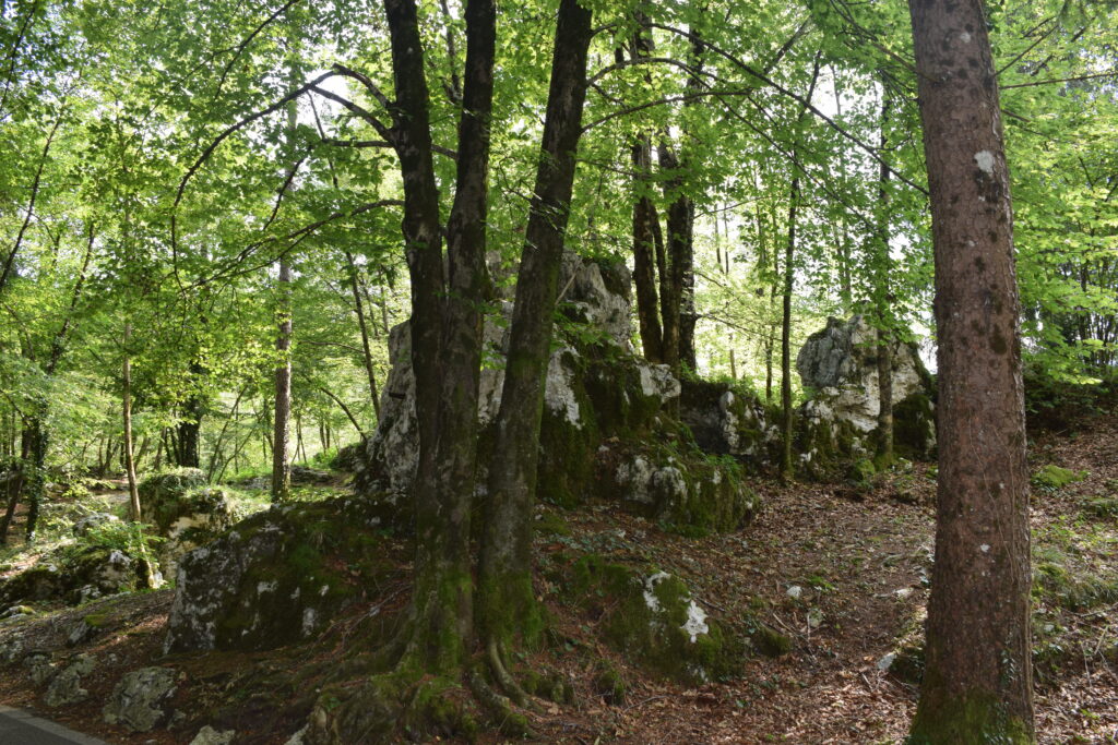 La vegetazione rigogliosa e verde, con alberi e cespugli che punteggiano il terreno e le rocce ricoprendoli di foglie