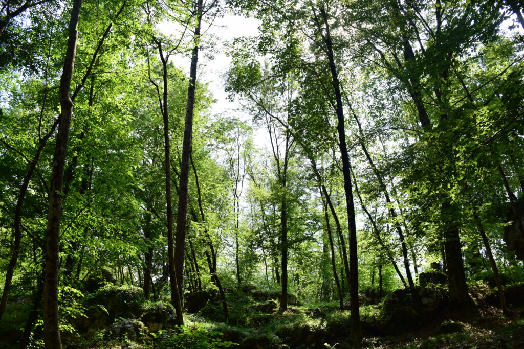 alberi e vegetazione di Pradis sotto un cielo limpido e azzurro