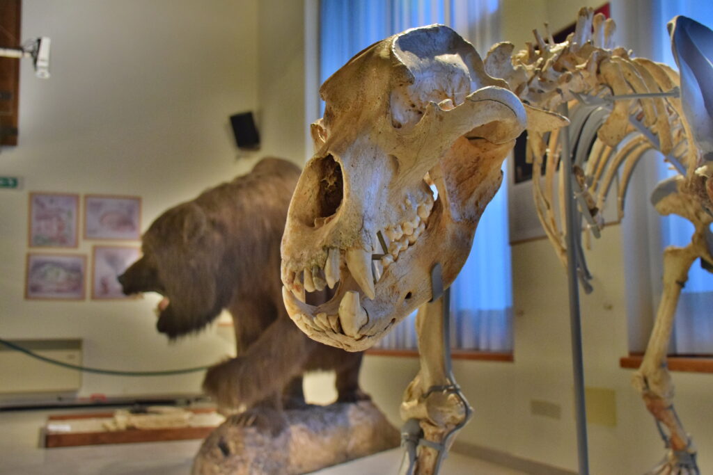 Foto ravvicinata dello scheletro dell'orso Spelèo ritrovato intatto nelle grotte vicine al museo. Le ossa sono bianche, quasi avorio. Sullo sfondo, la ricostruzione in pelo dell'animale.