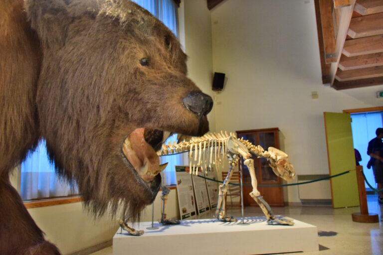 Primo piano della ricostruzione in pelo dell'orso delle caverne, con l'animale di profilo. Ha il pelo lungo marrone ispido, mentre la bocca aperta mostra i denti canini aguzzi. Sullo sfondo, in lontananza, lo scheletro dell'animale