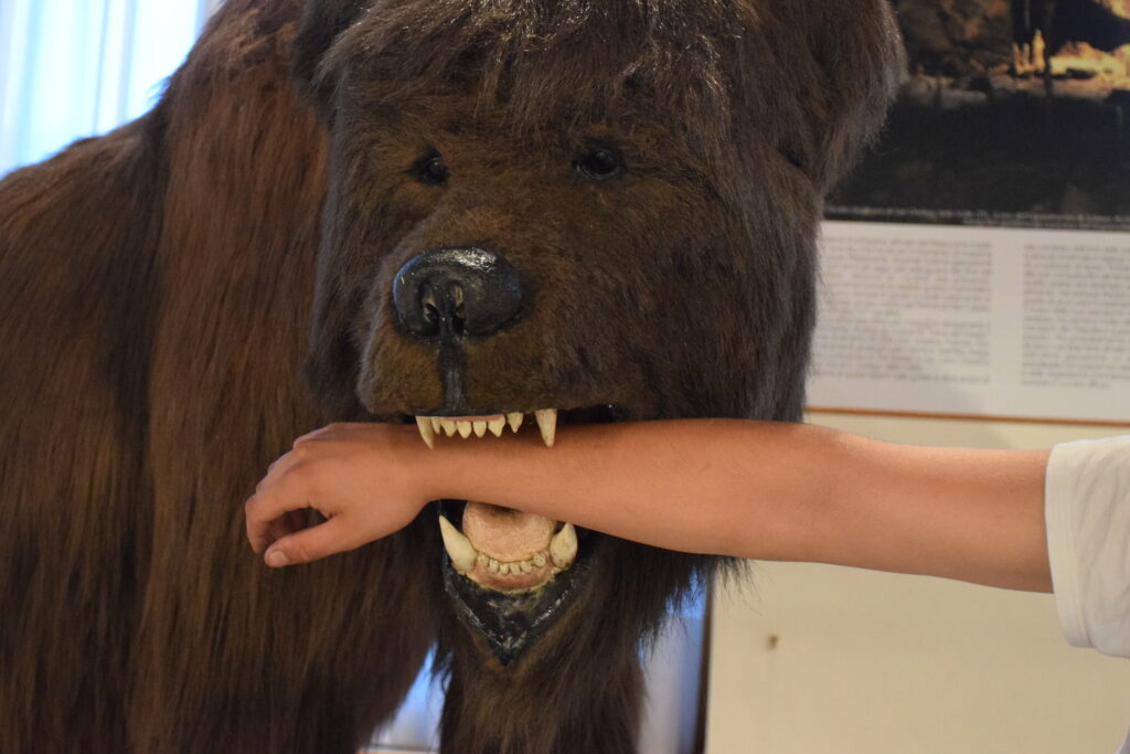 Simpatica immagine dove un ragazzo inserisce il braccio nella grande bocca della riproduzione in pelo dell'orso delle caverne, nel museo della grotta di pradis
