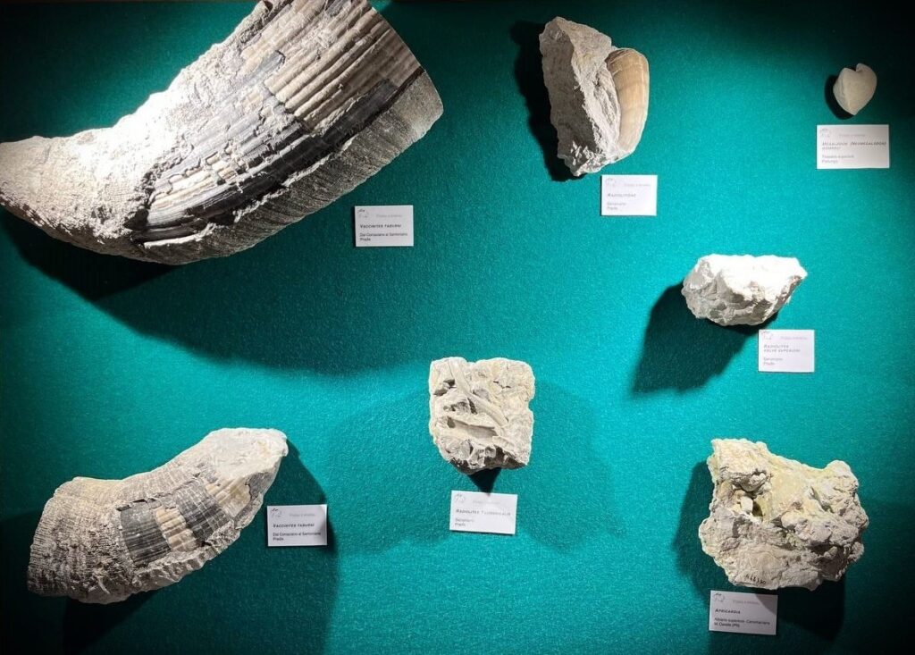 Selezione di Fossili marini della teche del museo, poggiate su un velluto verde