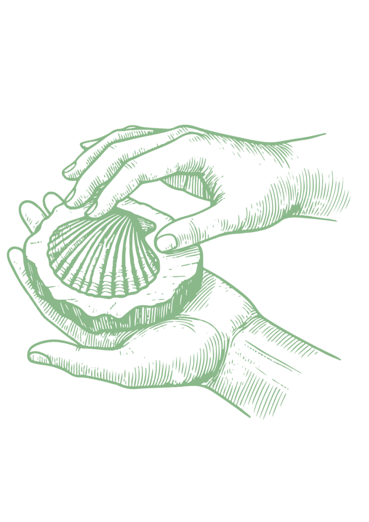 illustrazione di due mani che tastano un fossile di pecten, una conchiglia.