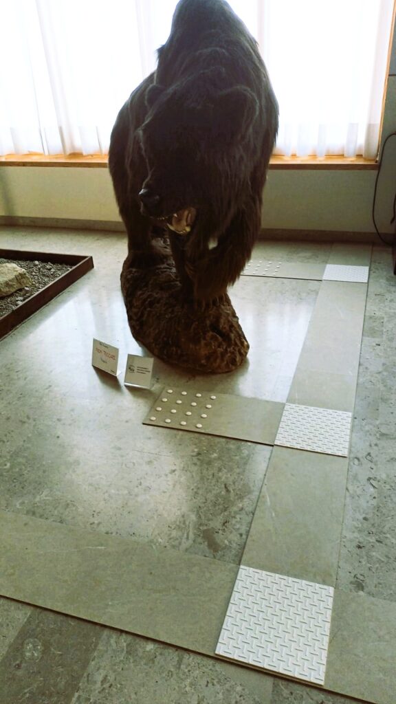 Foto che ritrae il nuovo percorso pedotattile ad anello intorno alla riproduzione in pelo di Ursus spelaeus